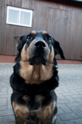 Dina (unbearbeitet)